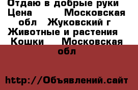 Отдаю в добрые руки › Цена ­ 100 - Московская обл., Жуковский г. Животные и растения » Кошки   . Московская обл.